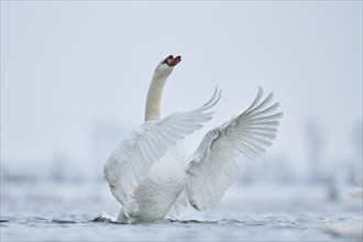 Mute swan