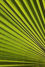Leaf of a petticoat palm or Washington palm
