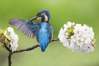 Common kingfisher