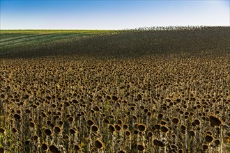 Field of faded sunflowers