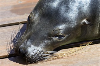 Galapagos sea lion
