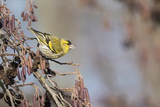 Eurasian siskin
