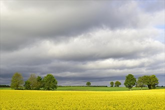 Deciduous trees at a flowering rape field