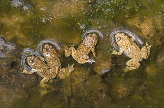 Group of young yellow-bellied toads