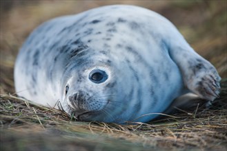 Gray Seal puppy