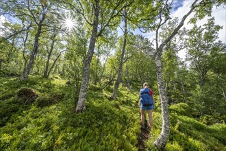 Hiker on trail in forest towards Innerdalen