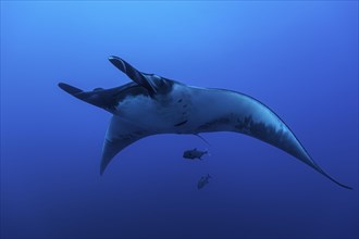 Pelagic manta ray