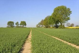 Tractor track in a green grain field with trees