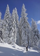 Snowshoe hiker walking through winter landscape with snowy fir trees