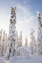 Snow-covered trees