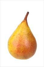Pear variety Giffarts Butter pear