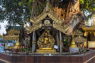 Buddhas in a Banyan tree
