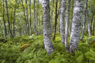 Birch trees in the forest