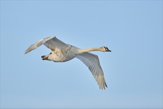 Mute swan