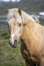 Norwegian fjord horse
