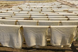 Fresh made rubber sheets at a Rubber plantation near Myeik or Mergui