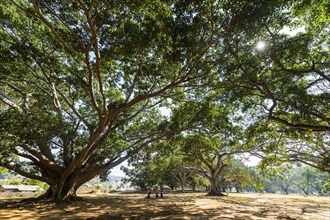Hundred-year-old banyan trees in Pindaya