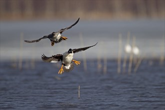 Common Common Goldeneye