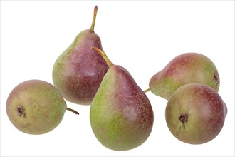 Pear variety Stuttgarter Geisshirtle