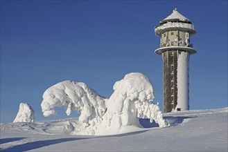 Snow-covered fir trees bending under the snow load in winter landscape next to Feldberg tower