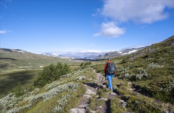 Hiker on a trail through the tundra