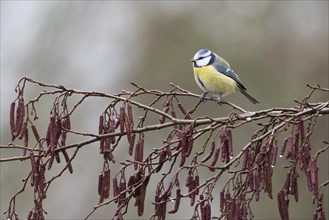 Blue tit