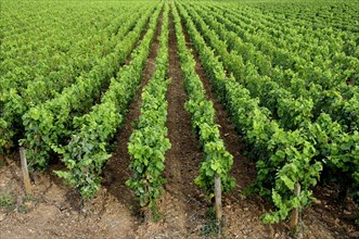 Vines in Burgundy