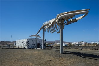 Whale skeletton in the Salt muesum Salinas del Carmen
