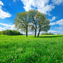 Green meadow with group of trees in spring