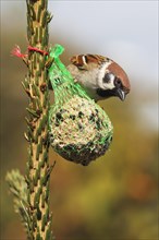 Eurasian tree sparrow