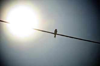 Swallow on power line