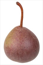 Pear variety Salzburger Butterbirne