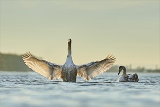 Mute swan