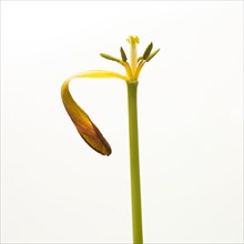 Pistil of tulip on white background