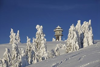 Winter landscape with snow-covered fir trees and Feldberg tower