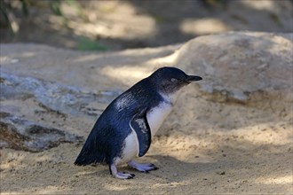 Little penguin