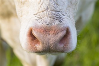 Close-up of a muzzle of a bovine
