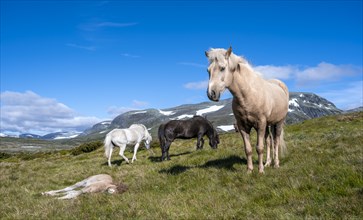 Norwegian fjord horses