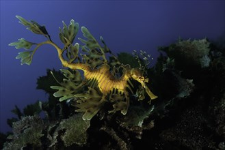 Leafy seadragon