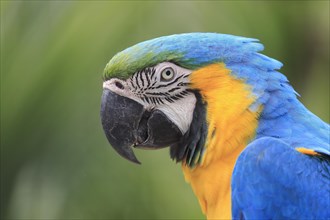 Blue and yellow macaw