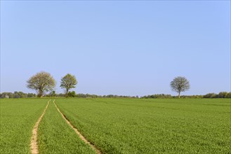 Tractor track in a green grain field with trees
