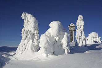 Snowy fir trees in winter landscape next to Feldberg tower