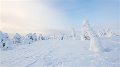 Snow-covered trees