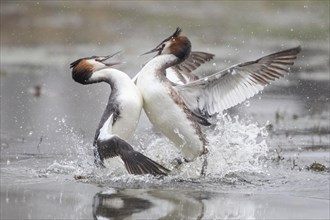 Great crested grebes