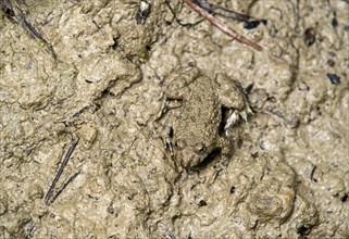 Camouflaged young yellow-bellied toad