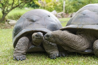 Two Seychelles giant tortoises