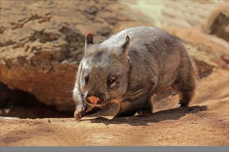 Southern hairy-nosed wombat