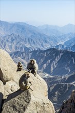 Baboons on rocks