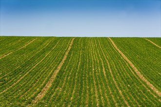 Field of young corn sprouts