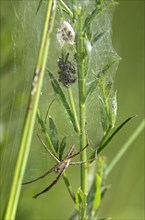 Female list spider